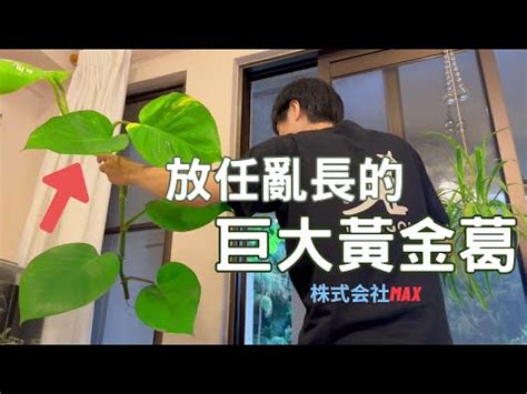 廁所黃金葛風水|廁所黃金葛擺放位置大公開！必學祕訣，財源滾滾來！。